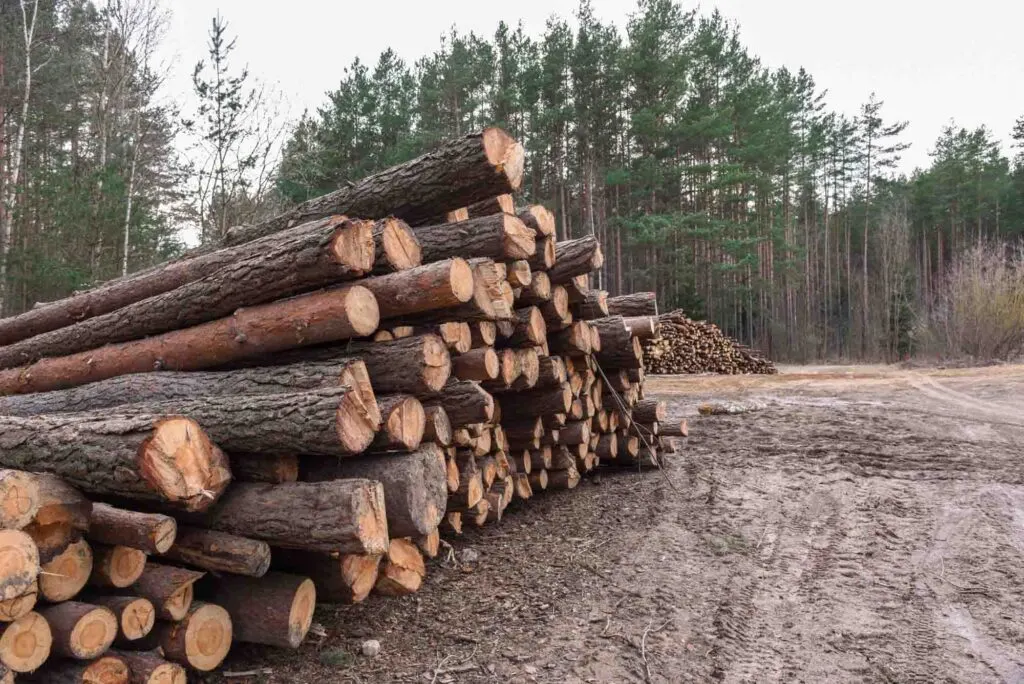 Stack of cut trees