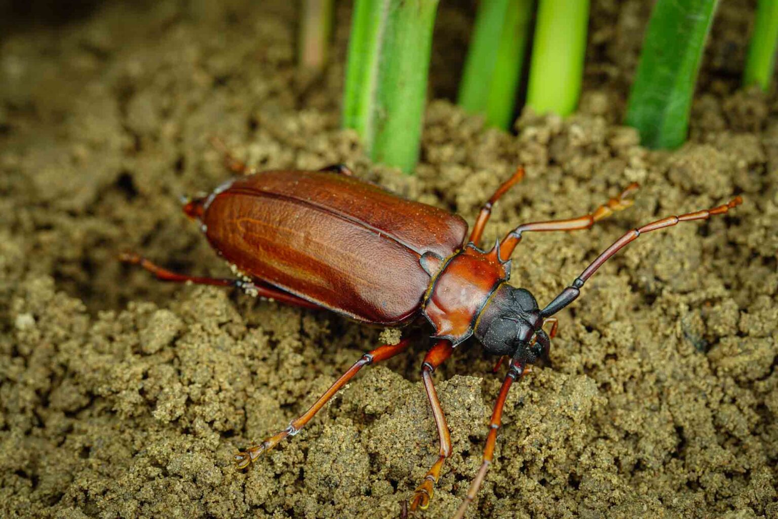 14 Cool Amazon Rainforest Insects • I Heart Brazil
