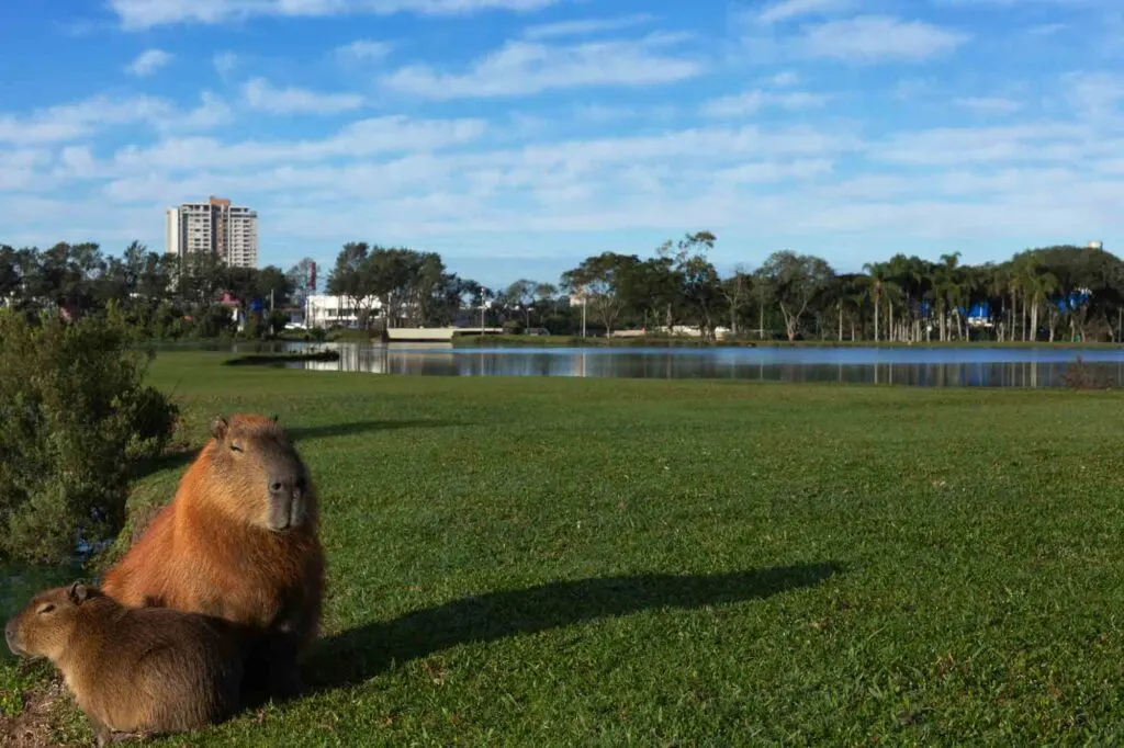 Park Barigui in Curitiba, Parana