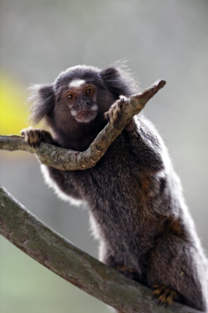 Black-tufted marmoset is part of Ilha Grande wildlife