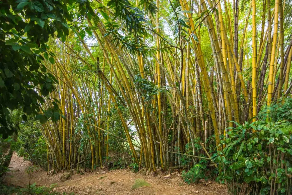 Bamboo grove in Ilha Grande, Brazil