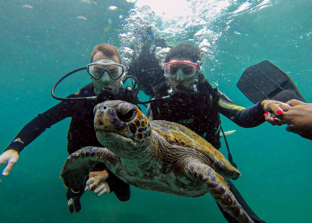 Bruna and Frank diving with a sea turtle in Arraial do Cabo, Brazil