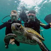 Bruna and Frank diving with a sea turtle in Arraial do Cabo, Brazil
