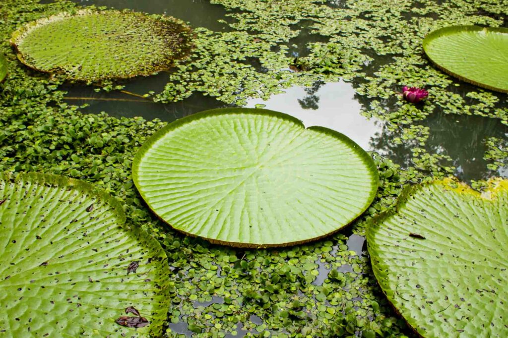 Adventuring through Ecological Park Januari is one of the fun things to do in Manaus, Brazil