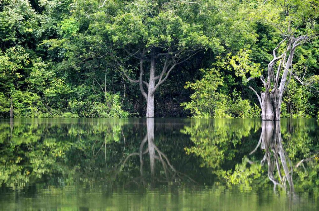 Wandering through Jaú National Park is one of the fun things to do in Manaus, Brazil